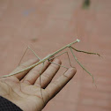Indian mantis