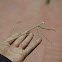 Indian mantis
