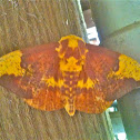 Imperial Moth