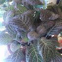 Angel plant