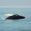 Humpback Whale