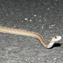 Florida Brown Snake