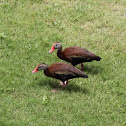 Black-Bellied Whistling Duck