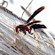 Paper Wasp