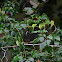 Buff-throated Salator
