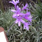 Variegated society garlic