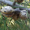 Sweet Hakea