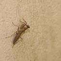 Mantises