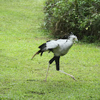 The Secretary Bird