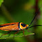 Cockroach