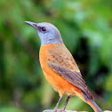 Cape Rock Thrush