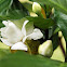 Gardenia jasminoides