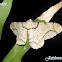 Geometridae, Ennominae