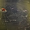 orb weaver spider