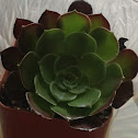 Succulent
