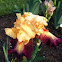 Orange & Purple bearded Iris