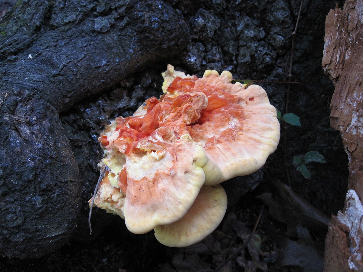 Laetiporus sulphureus