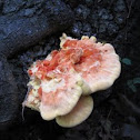 Laetiporus sulphureus