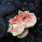 Laetiporus sulphureus
