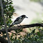 Grey Butcherbird