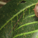 Stick insect