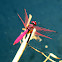 Dragon fly