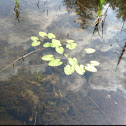 Lily Pads