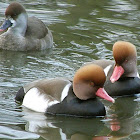 Red-crested Pochard