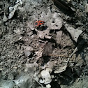 Red soldier bug