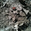 Red soldier bug