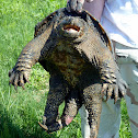 Common Snapping Turtle