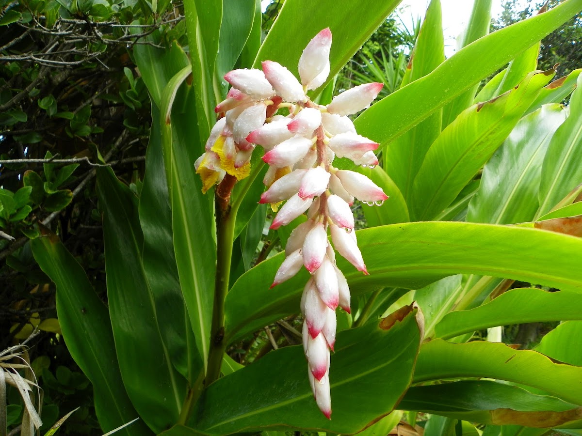 Shell Ginger