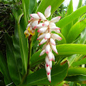 Shell Ginger