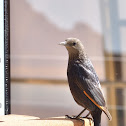 Tristram's Starling