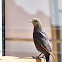 Tristram's Starling