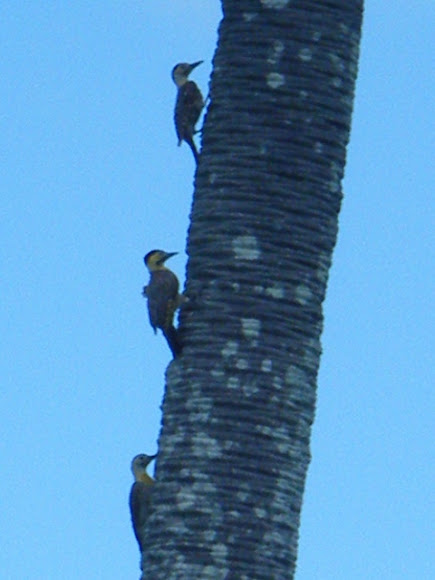 Spotting Image 1