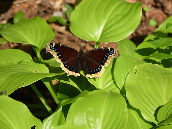 Spotting Image 1