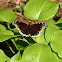 Mourning Cloak