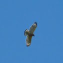 Red-shouldered Hawk