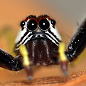Epocilla Jumping Spider