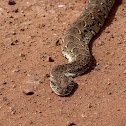 Puff adder
