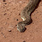 Puff adder