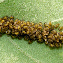 Beetle larvae