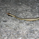 Eastern Garter Snake