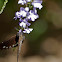 Common Crow