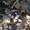 Hepatica