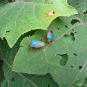 Red-legged Stinkbugs