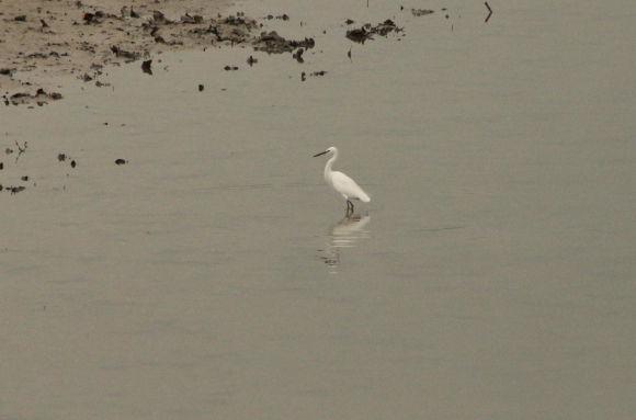 Spotting Image 1