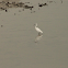Little Egret
