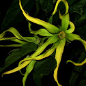 Kenanga